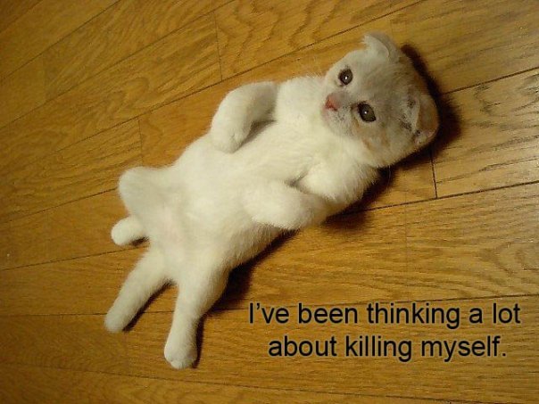 suicide_kitty.jpg