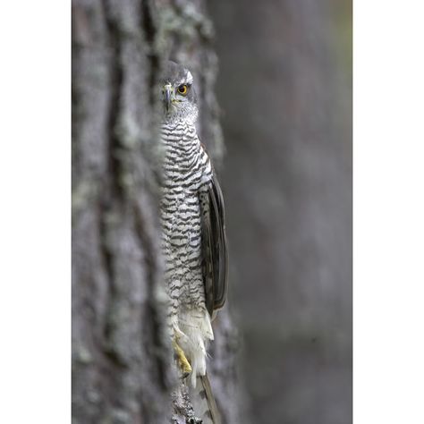 07e80f01fb264054e71b7ac0325e44dd--northern-goshawk-photos-of.jpg