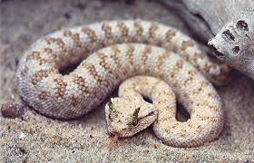 Saudi-sand-viper.png