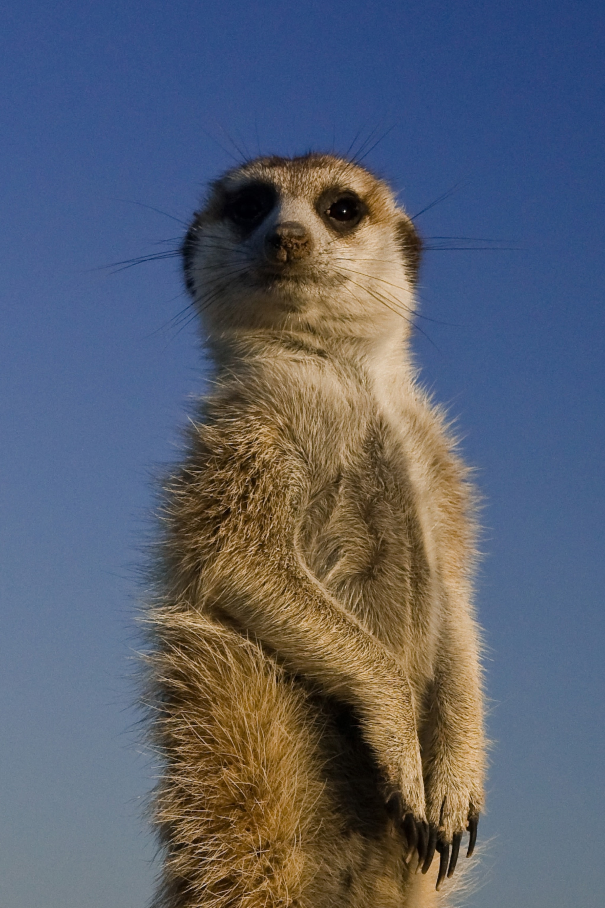 meerkat_thumb_2x3.jpg