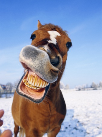 horse-happy-teeth.jpg