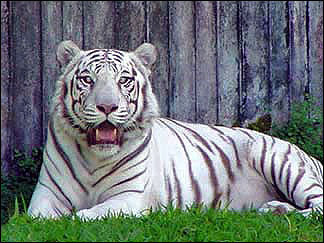 White-Tigers-white-tiger-11948666-324-243.jpg