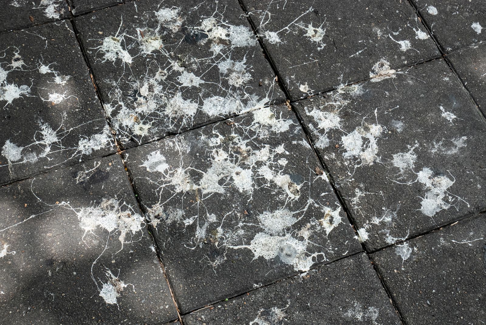 Bird-Footpath.jpg