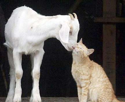 22+goat+cat.jpg