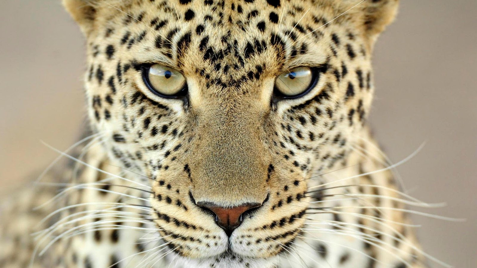 Cheetah-animal-cheetah-1920x1080.jpg