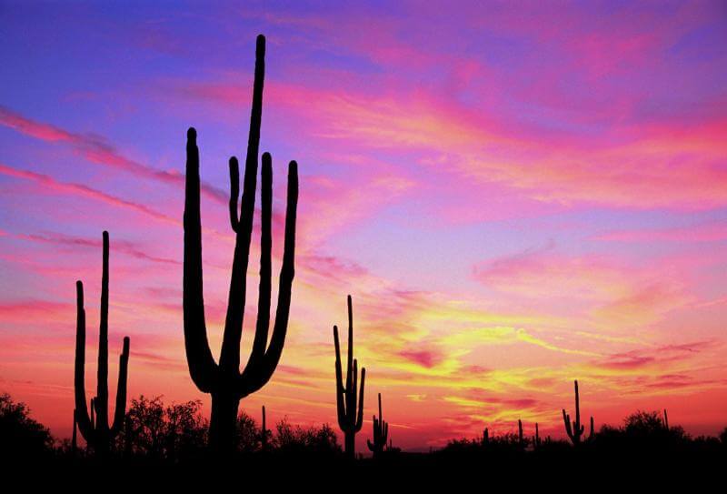 4-cactus_sunset_whop-blogspot.com_.jpg