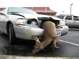 deer+in+engine.png