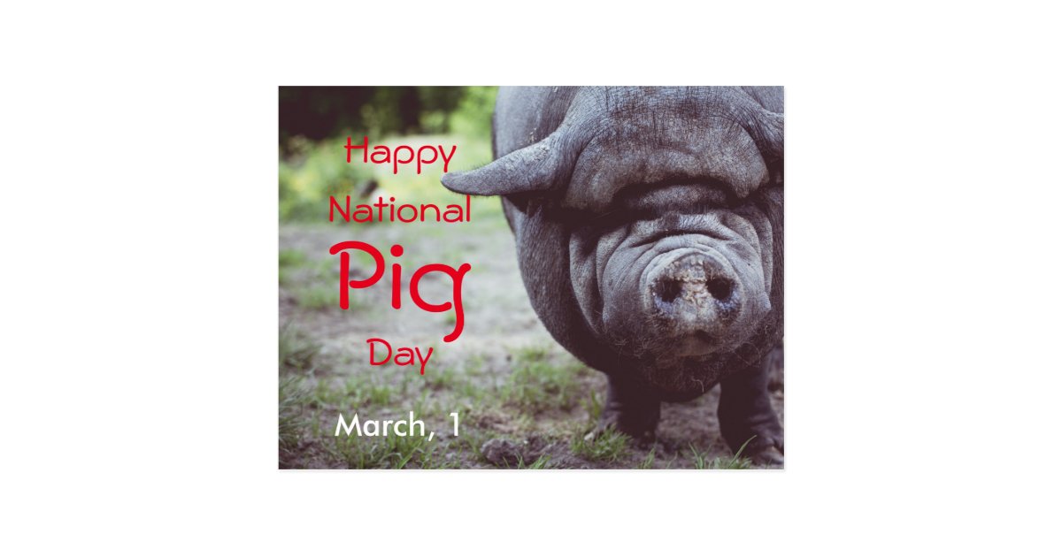 happy_national_pig_day_march_1_postcard-r486d650be6db4dbbae5870f58615561c_vgbaq_8byvr_630.jpg