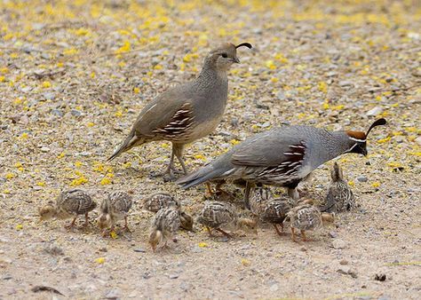 5df2a71861940e2a2eaa6b9b7db9a5dd--raising-quail-quails.jpg