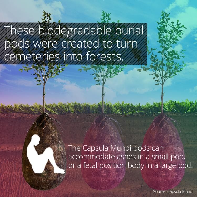 Capsula-Mundi-biodegradable-burial-pods.jpg