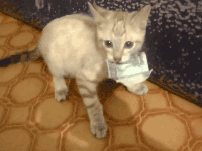 kitten-thief