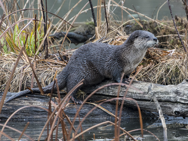 Otter-Cuyahoga-Valley-NP-blog.jpg