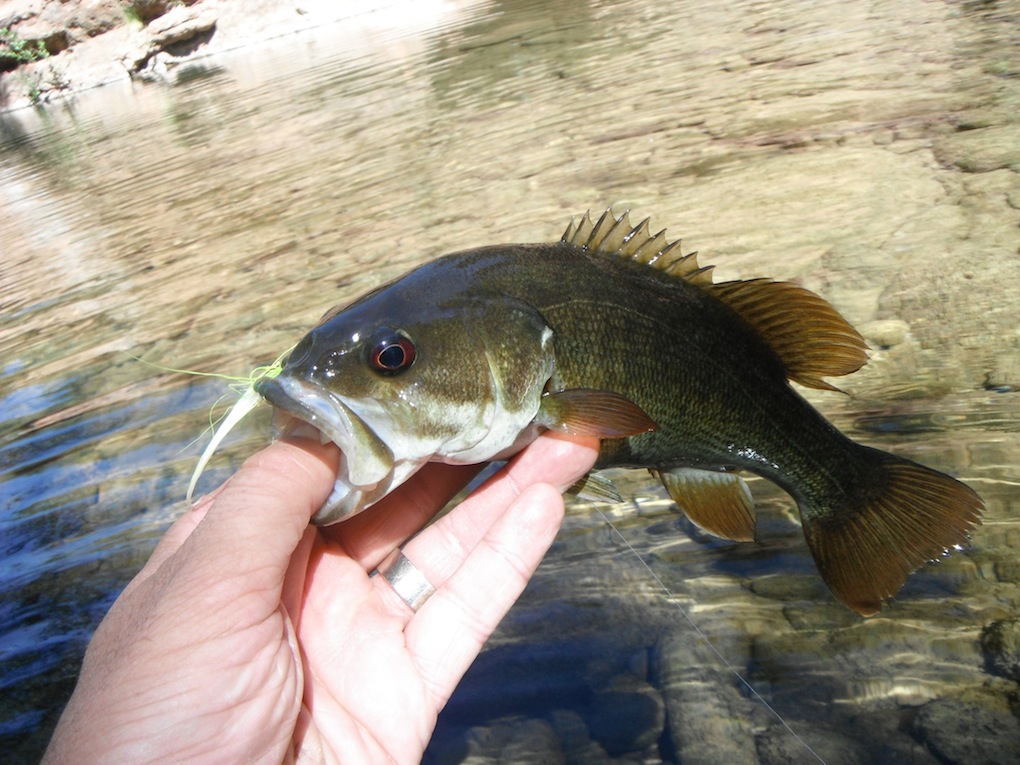 Smallmouth2.jpg