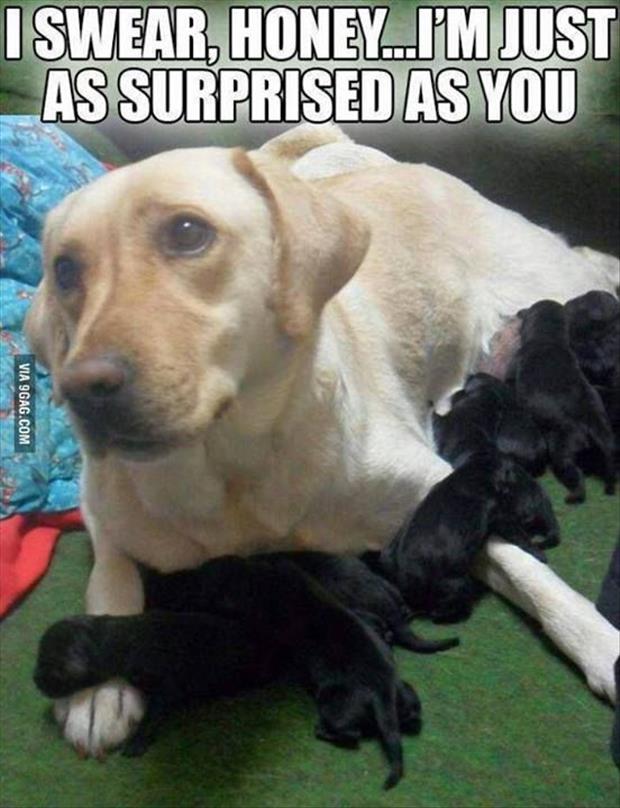 funny-puppies.jpg