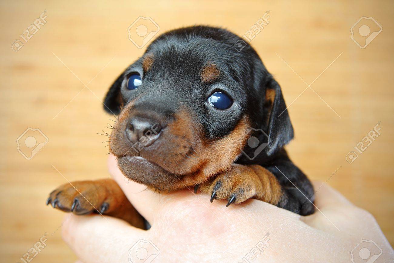 12440633-The-Miniature-Pinscher-puppy-3-weeks-old-Stock-Photo.jpg