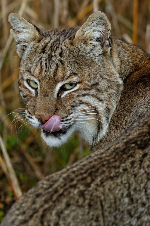 Hungry-Wildcat.jpg