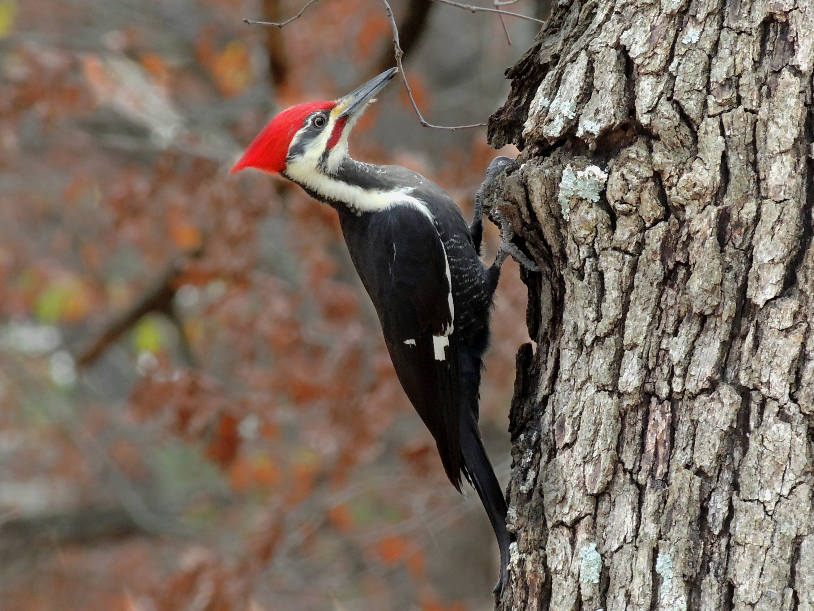 PileatedWoodpeckerFeedingonTree.jpg