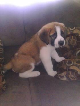 full-blooded-saint-bernard-puppy-6-weeks-old-americanlisted_32496239.jpg