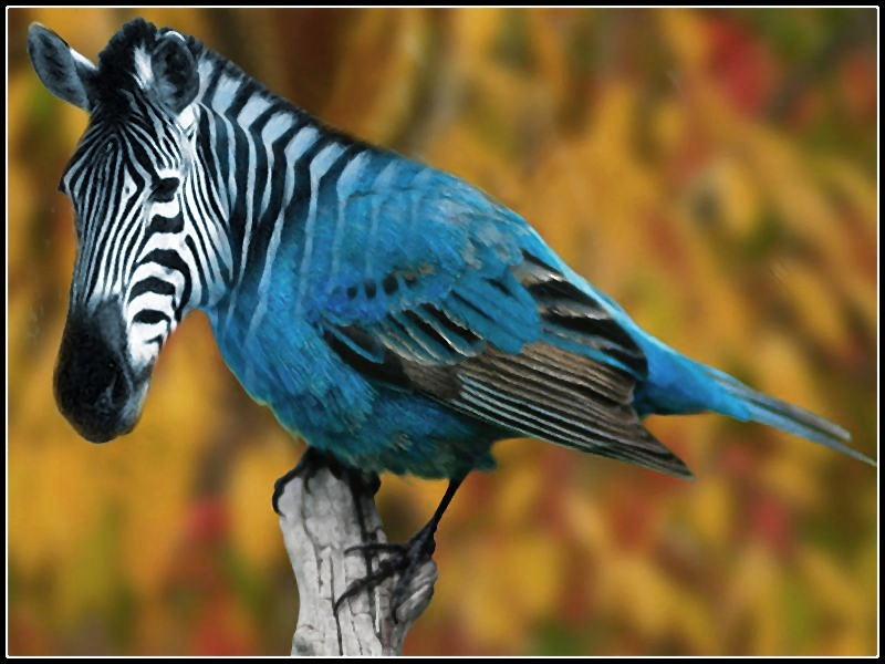 zebra_birds_by_fisher57-d7rnmnf.jpg