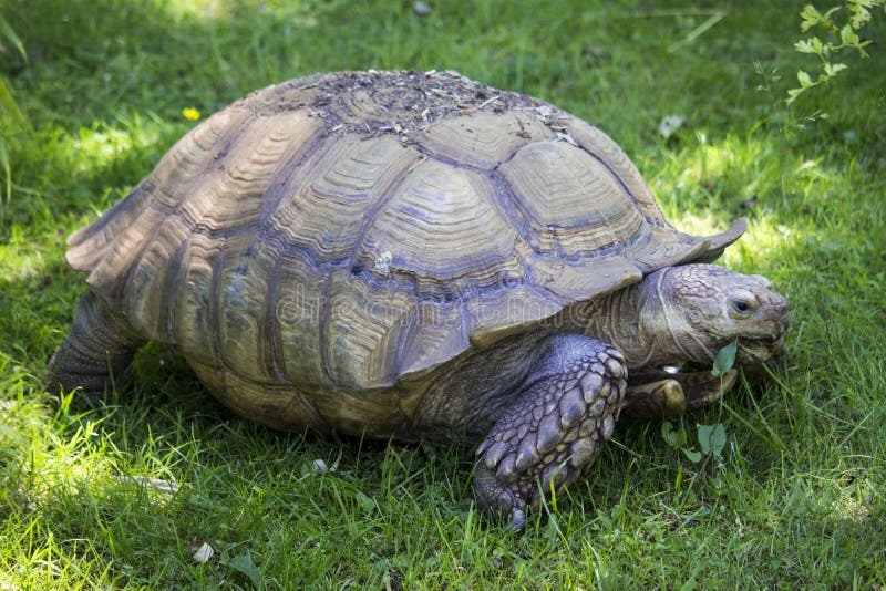 tortoise-gigante-97168513.jpg