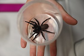 Funnel-Web-Spder-2.jpg