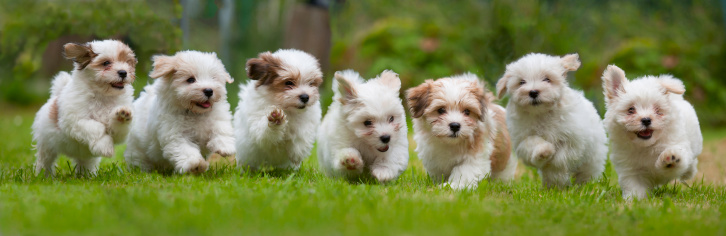 running-havanese-puppys-in-a-row-picture-id175075399