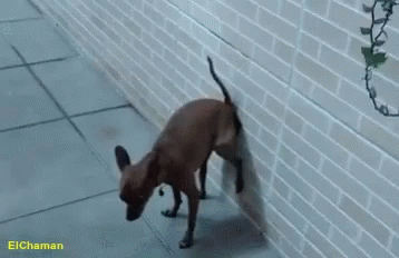 Dog Poop GIF - Dog Poop Funny - Discover & Share GIFs