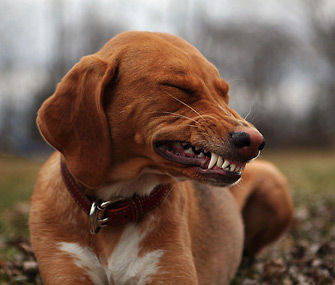 dog-smile-flickr-335sm11712.jpg