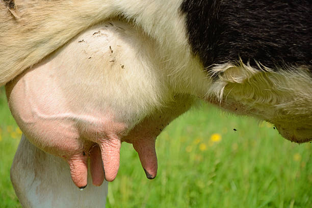 udder - cow udder stock pictures, royalty-free photos & images