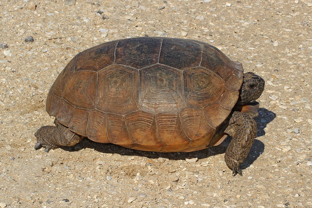 1280px-Gopher_Tortoise_-_Gopherus_polyphemus%2C_Lake_June-in-Winter_Scrub_State_Park%2C_Lake_Placid%2C_Florida_-_31527638716.jpg