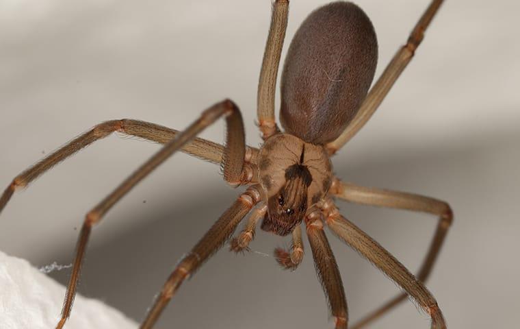 brown-recluse-spider-hanging-in-web.jpg
