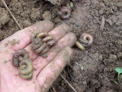 green-worms-jpg.56728