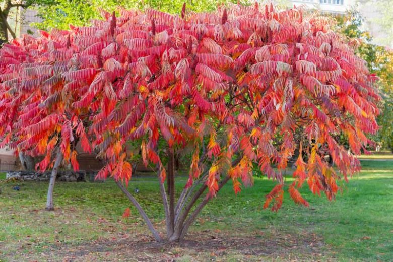 rhus-typhina-780x520.webp