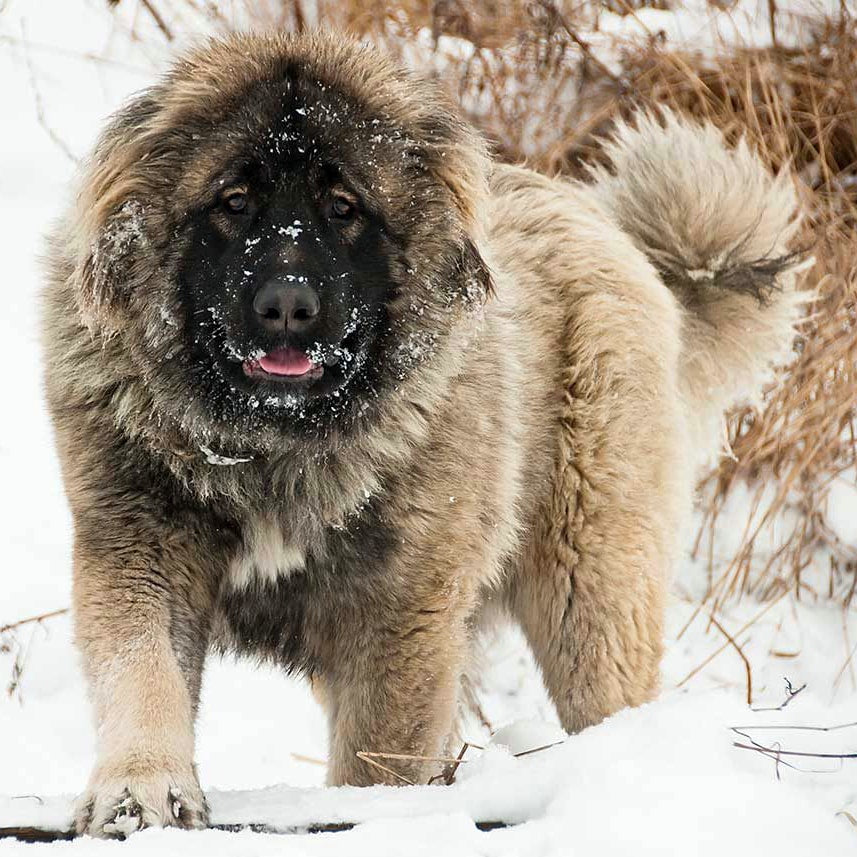 caucasian-shepherd-ovcharka-dog.jpg