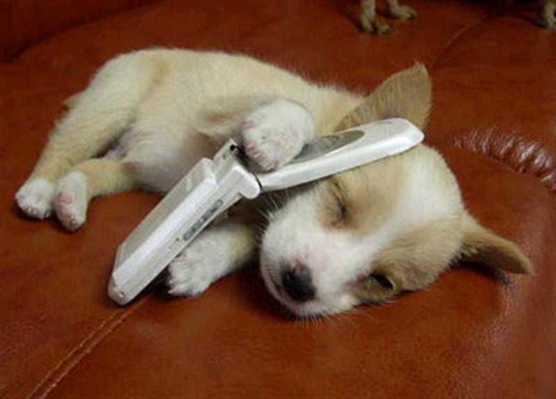 Dog-On-Phone-Funny-Pet-Picture.jpg