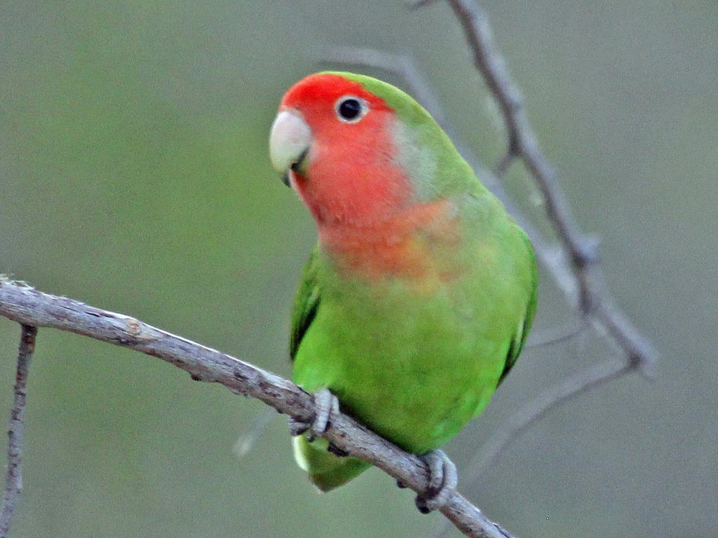 Lovebird,_Rosy-faced_JerryOldenettel.jpg