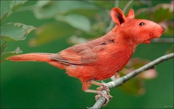 Cardinal%20RatBird_zps8zybfcmf.jpg