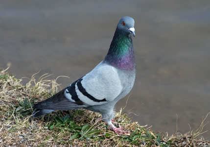 homing-pigeon-1d31182d-756f-478f-99d1-8b0e320b585-resize-750.jpg