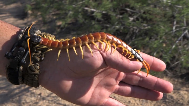 giantdesertcentipede.jpg