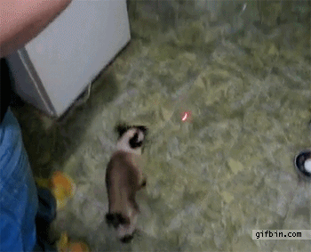 1315849436_spider_cat_chases_laser_pointer_up_the_wall.gif