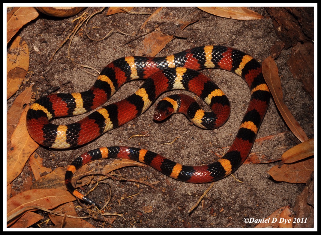 scarlet-king-snake-lamprope_med_hr-4.jpeg