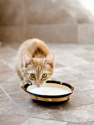 country-vet-kitten-with-saucer-1012-mdn.jpg