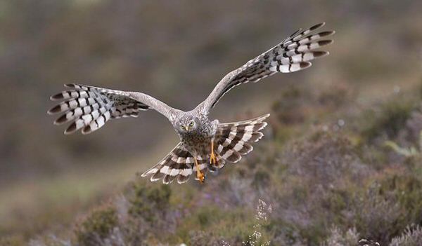 wah_Northern-Harrier-Peak600.jpg