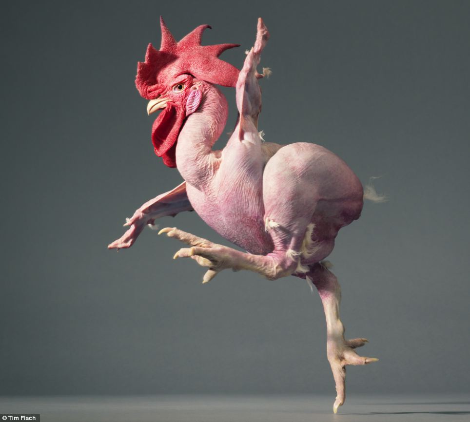 TimFlach3.jpg