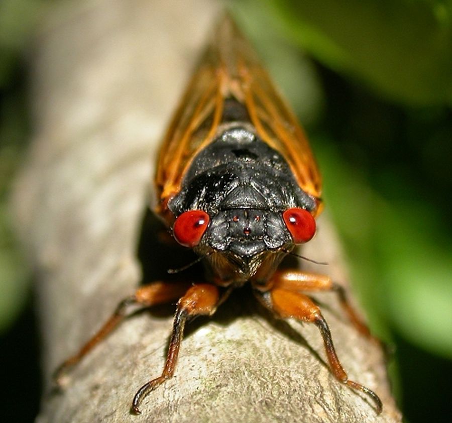 insects_magicicada_face_rsz900_wiki.jpg