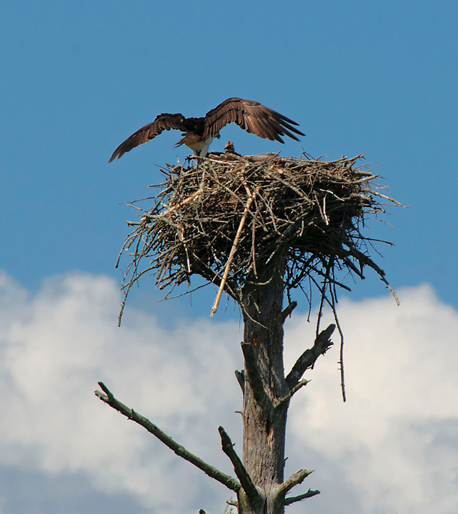 osprey-nest-11-7-_0115.jpg