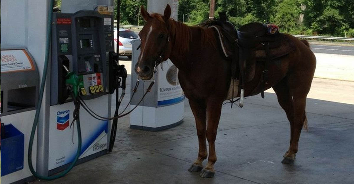 fuel-horse.jpg