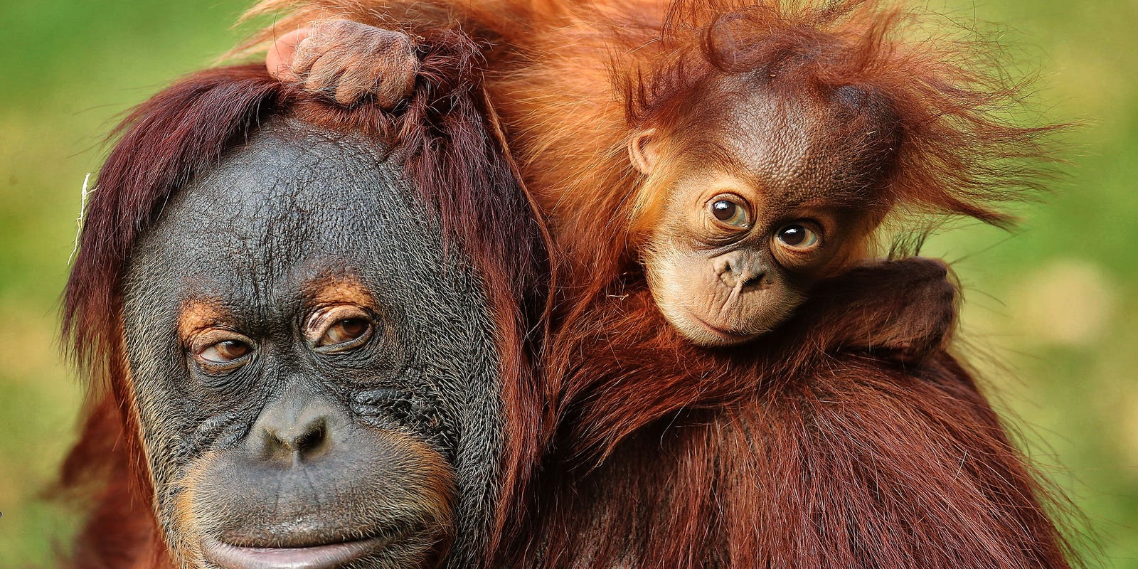 636154351637120195-11-22-16-baby-orangutan1.jpg