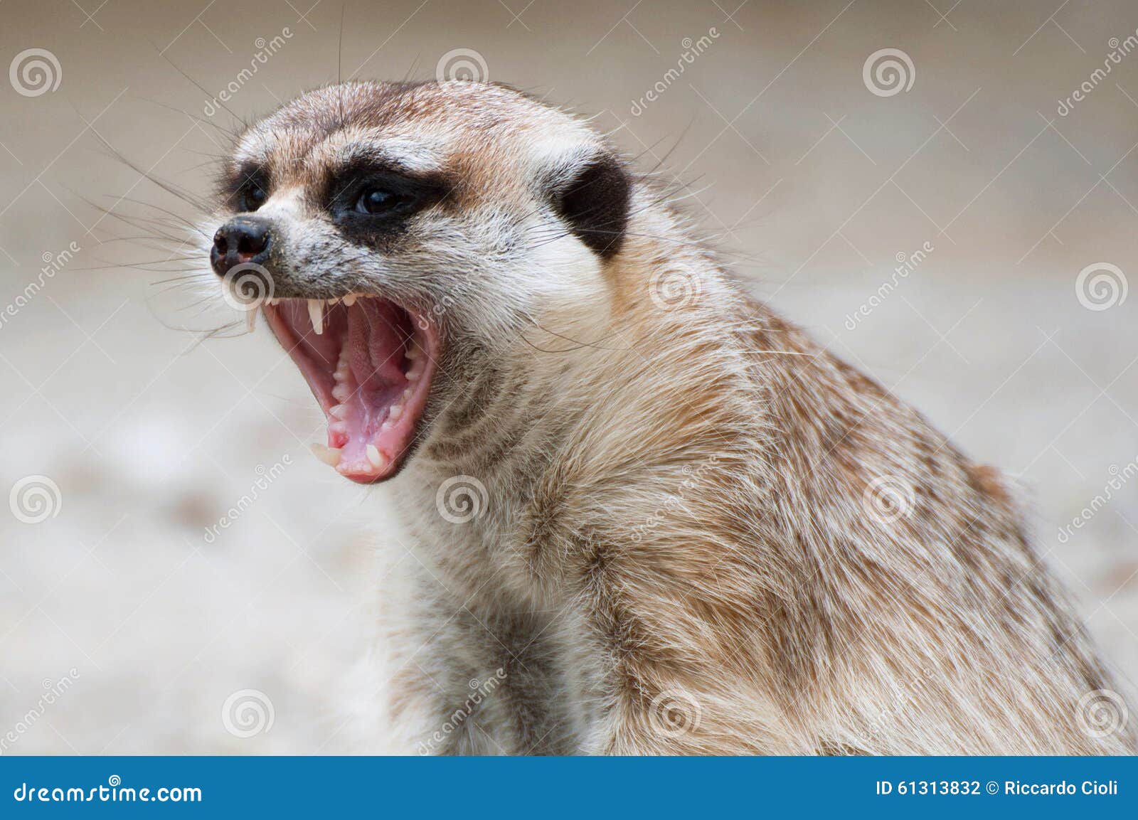 suricate-angry-scream-closeup-portrait-61313832.jpg