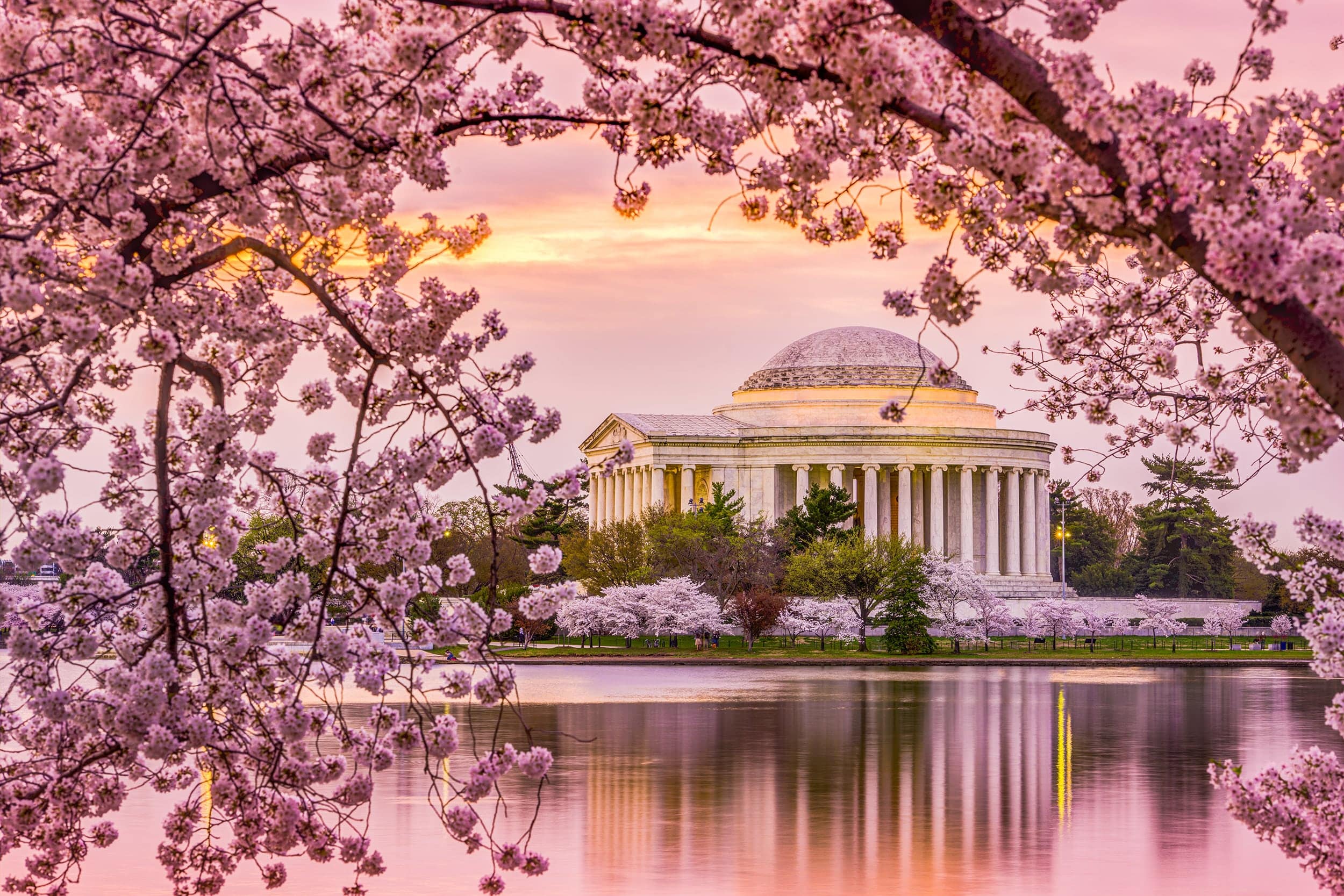 Jefferson-Cherry-Blossom.jpg
